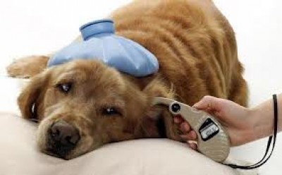 parvovirus canino perros heces enfermedad transmitida infectados infeccin infectadas semanas oral