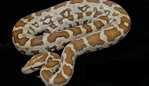 La python molorus