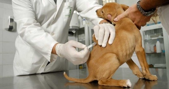 ¿Cuándo debo vacunar a mi perro?