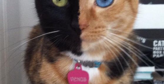 Venus, una gata con dos caras