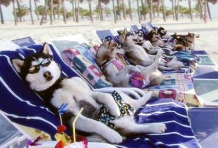 perros-vacaciones