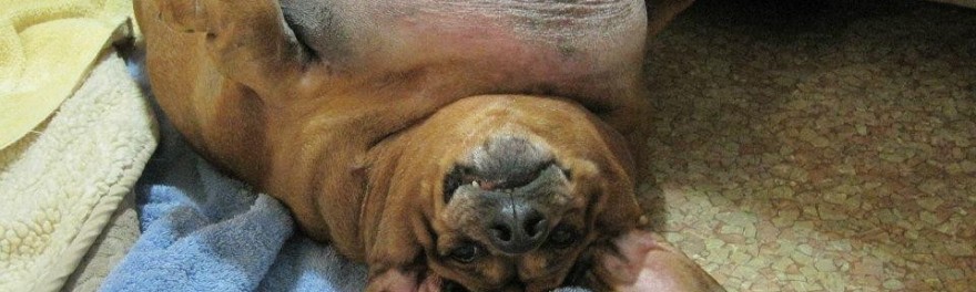 Obie, el perro salchicha más gordo del mundo